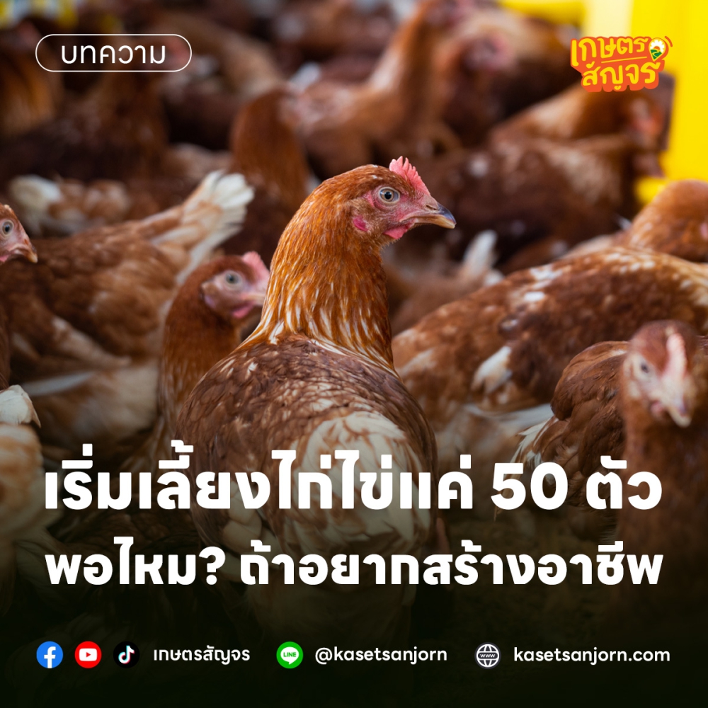 เลี้ยงไก่ไข่ สร้างอาชีพ