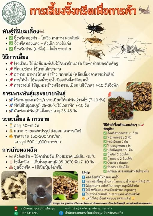การเลี้ยงจิ้งหรีดเพื่อการค้า.