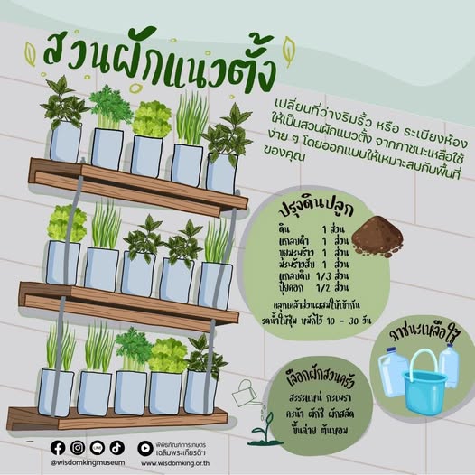 สวนผักแนวตั้ง.