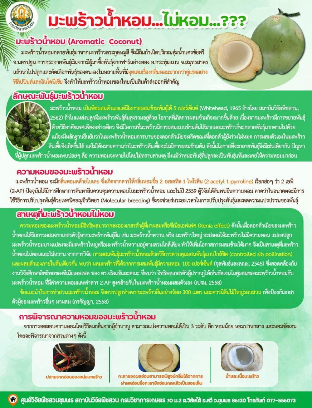 ปลูกมะพร้าวน้ำหอมแล้วไม่หอม แก้ไขอย่างไร?