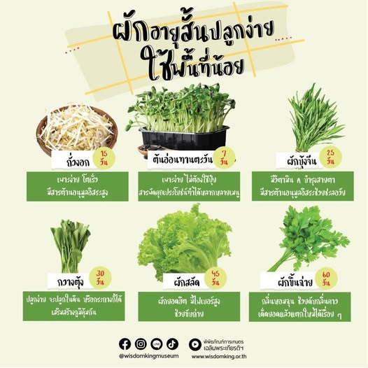 ผักอายุสั้น ปลูกง่าย ใช้พื้นที่น้อย