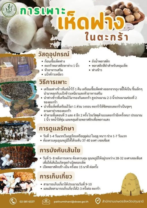 การเพาะเห็ดฟางในตะกร้า.