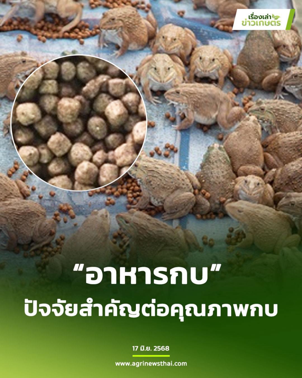 “อาหารกบ” ปัจจัยสำคัญต่อคุณภาพกบ