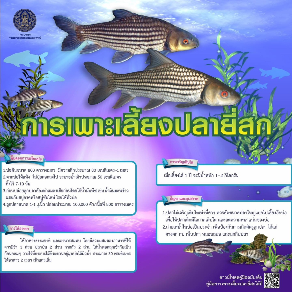 การเลี้ยงปลายี่สก