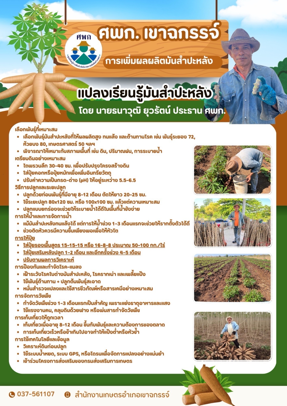 การเพิ่มผลผลิตมันสำปะหลัง
