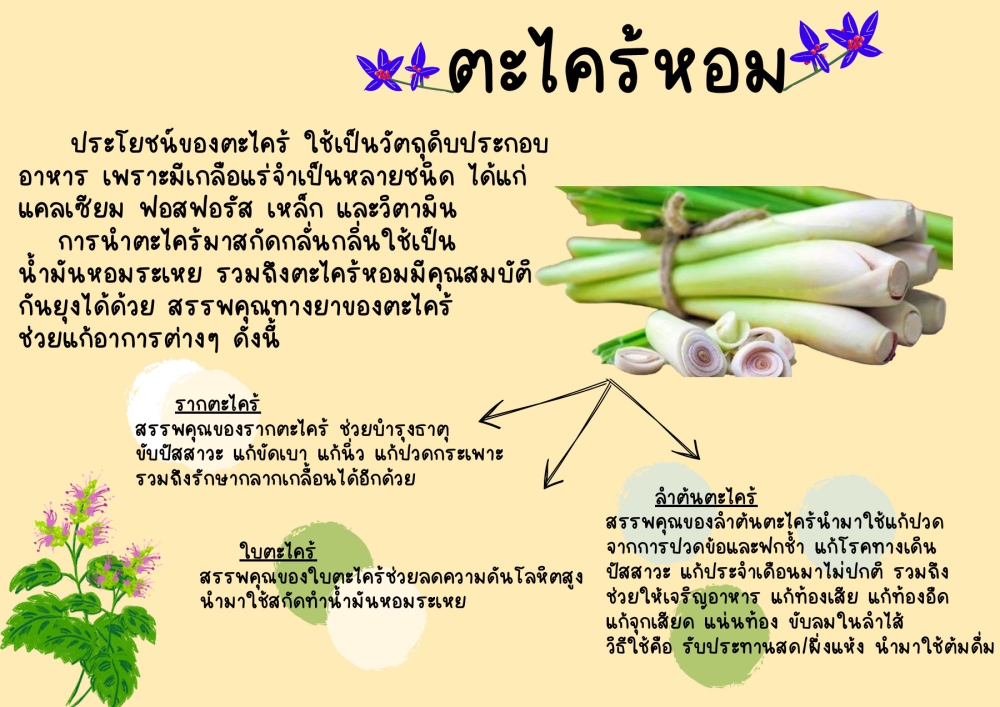 ประโยชน์ของตะไคร้หอม