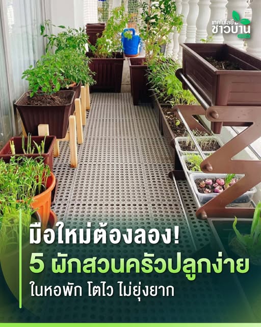 มือใหม่ต้องลอง!5ผักสวนครัวปลูกง่ายในหอพัก