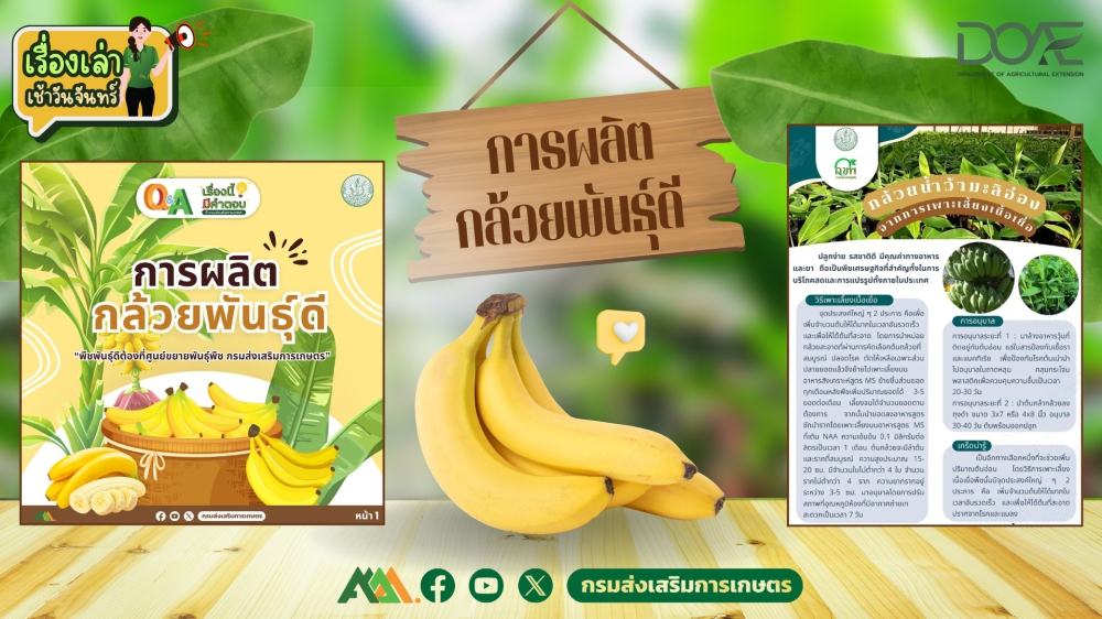 การผลิตกล้วยพันธุ์ดี
