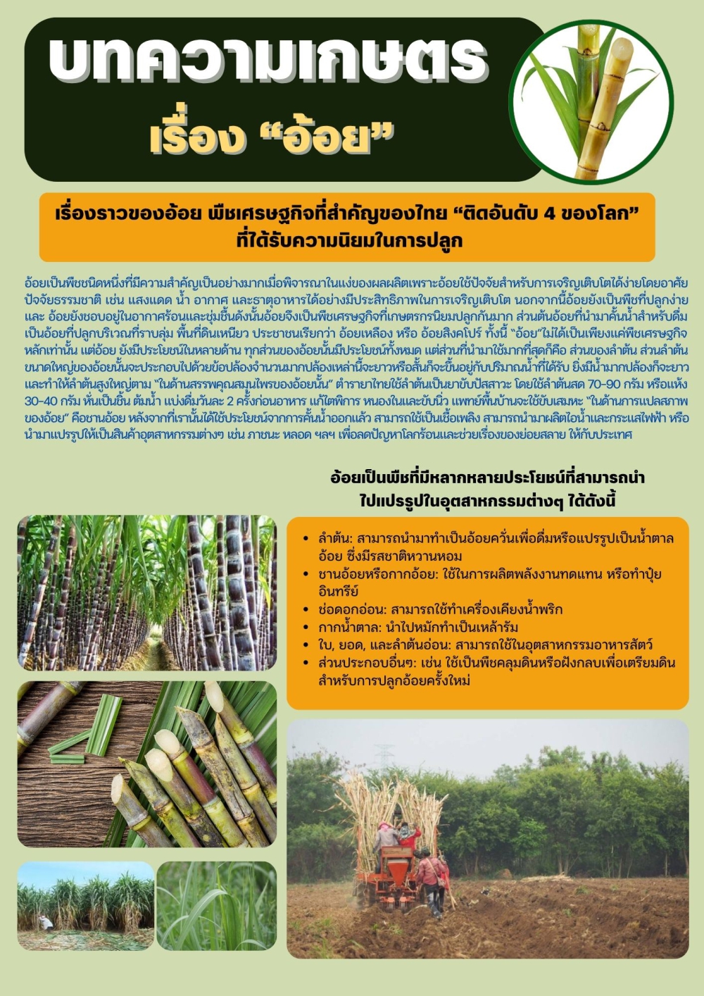 เรื่องราวของอ้อยพืชเศรษฐกิจที่สำคัญของไทย