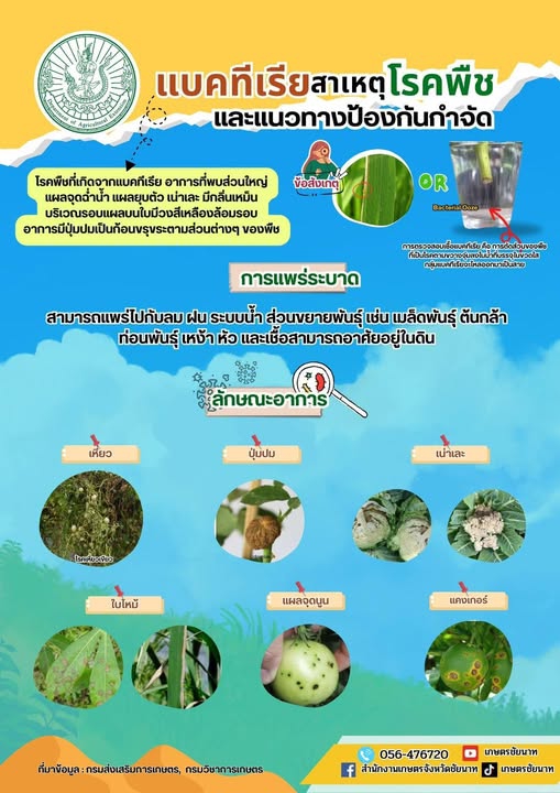แบคทีเรีย สาเหตุโรคพืชและแนวทางป้องกันกำจัด