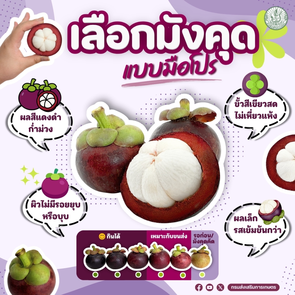 เลือกมังคุดแบบมือโปร