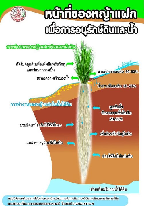 หน้าที่ของหญ้าแฝกเพื่อการอนุรักษ์ดินและน้ำ