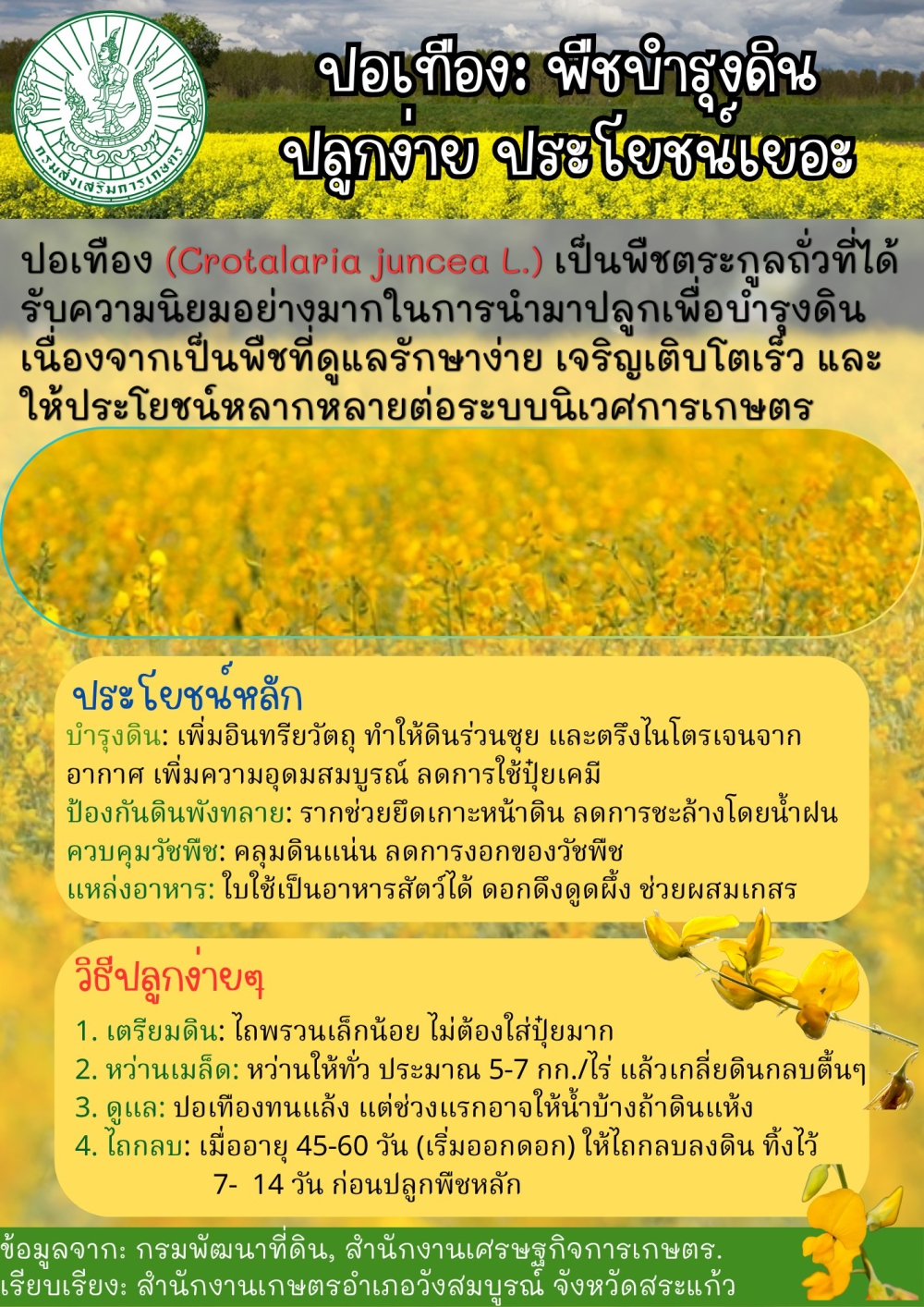 ปอเทือง - พืชบำรุงดิน ปลูกง่าย ประโยชน์เยอะ