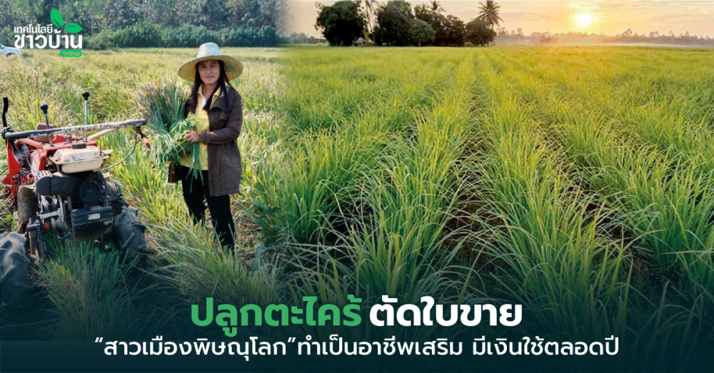 สาวเมืองพิษณุโลกปลูกตะไคร้ตัดใบขาย