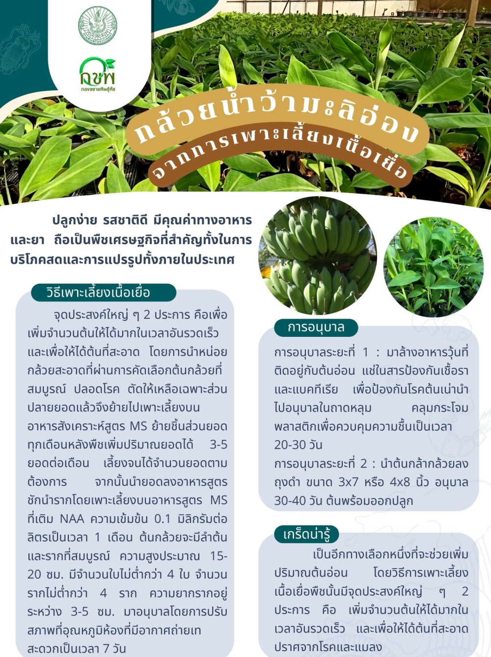 กล้วยน้ำหว้ามะลิอ่อง