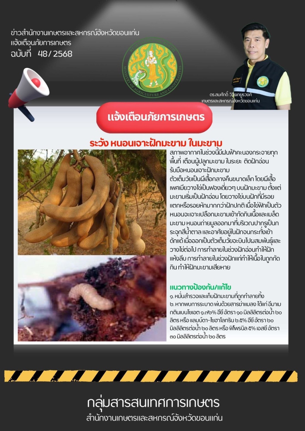 หนอนเจาะฝักมะขามในมะขาม