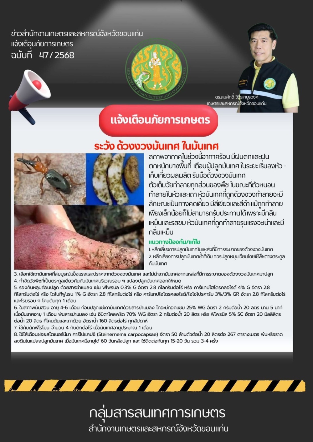 ด้วงงวนมันเทศในมันเทศ