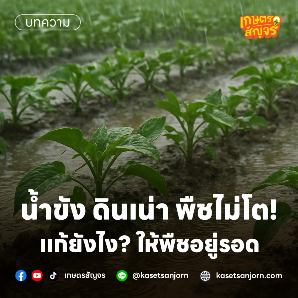 น้ำขัง ดินเน่า พืชไม่โต แก้ยังไง? ให้พืชอยู่รอด