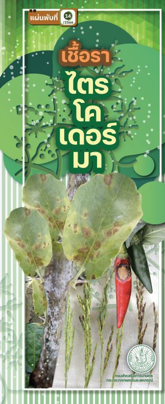 ไตรโคเดอร์มา