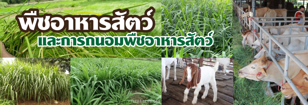 “อาหารสัตว์” เรื่องที่ต้องรู้และใส่ใจ