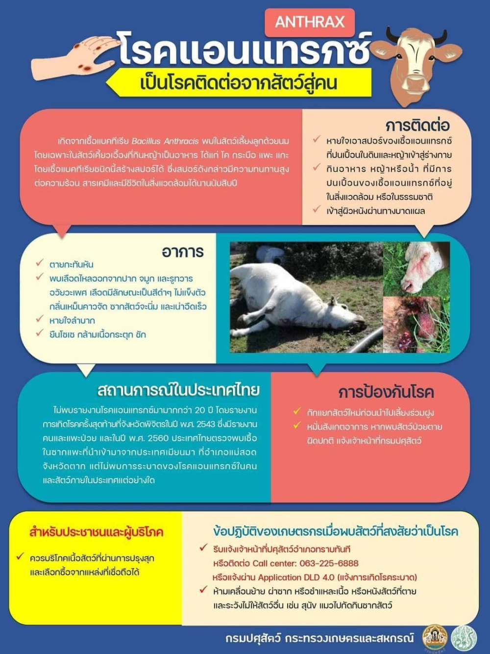 โรคแอนแทรกซ์..โรคติดต่อจากสัตว์สู่คน