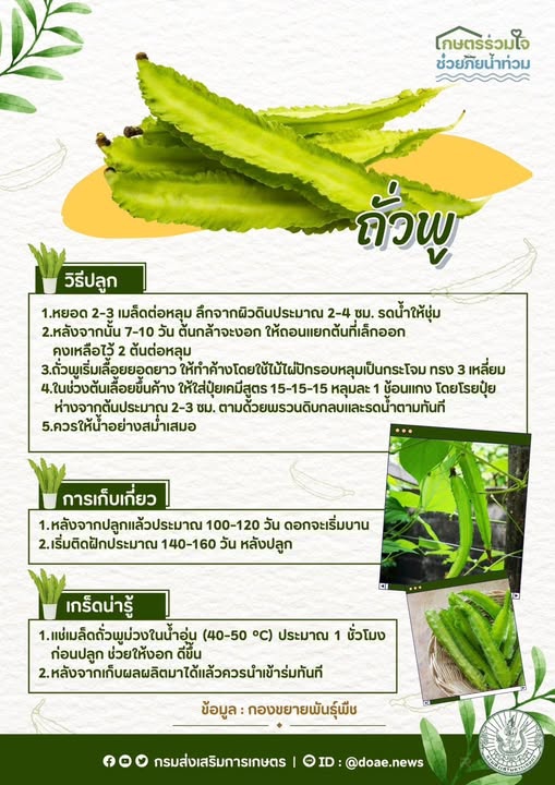 ประโยชน์ของถั่วพลู