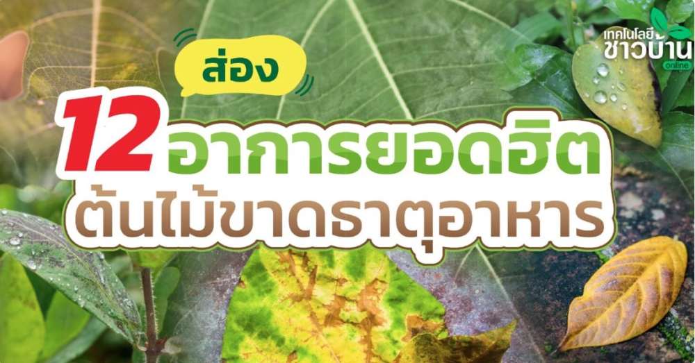 ส่อง 12 อาการยอดฮิต ต้นไม้ขาดธาตุอาหาร