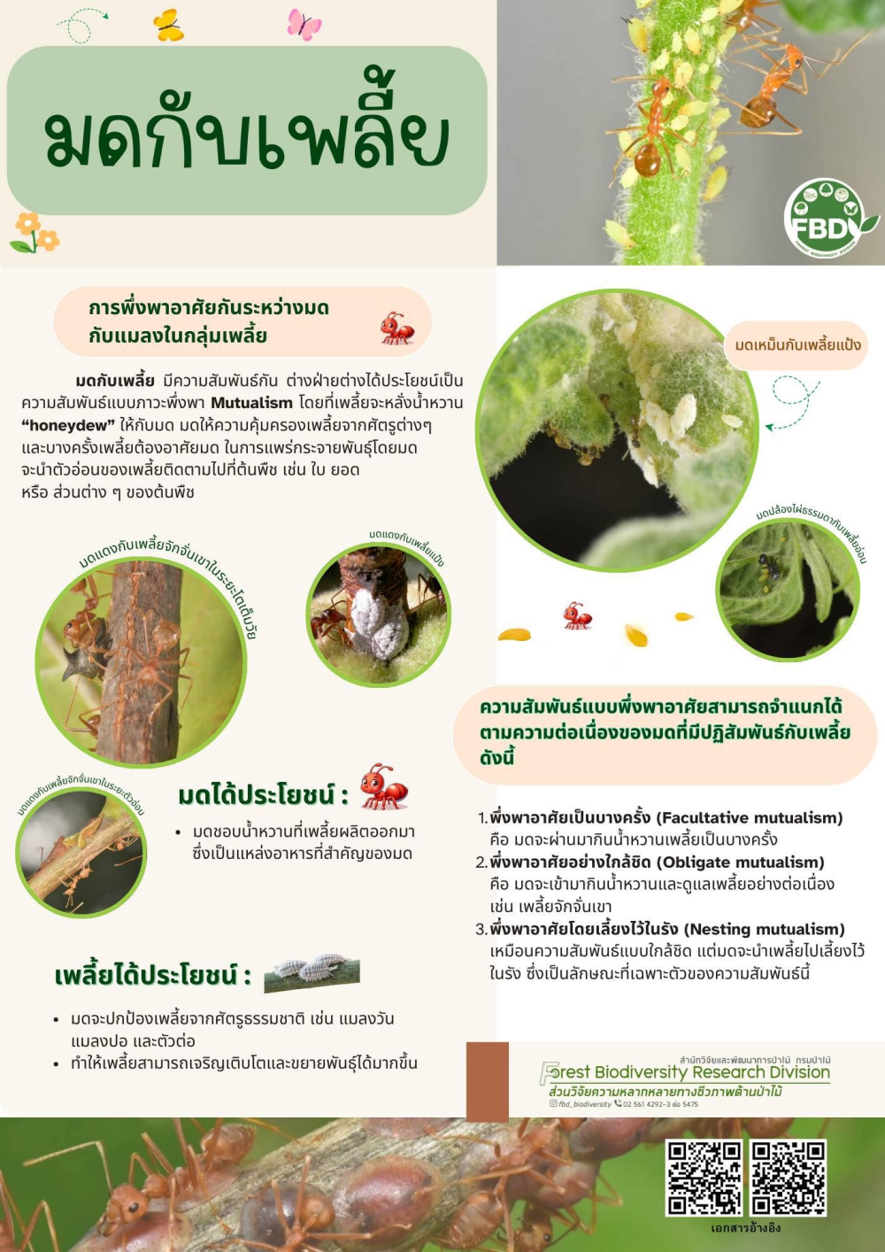 การพึ่งพาอาศัยกันระหว่าง มดกับเพลี้ย