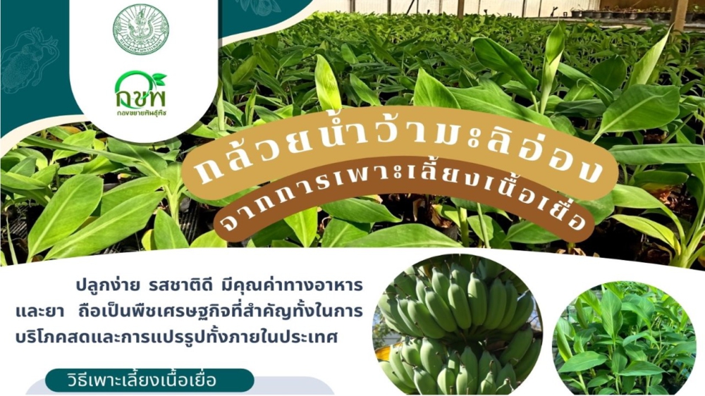 กล้วยน้ำว้ามะลิอ่อง จากการเพาะเลี้ยงเนื้อเยื่อ