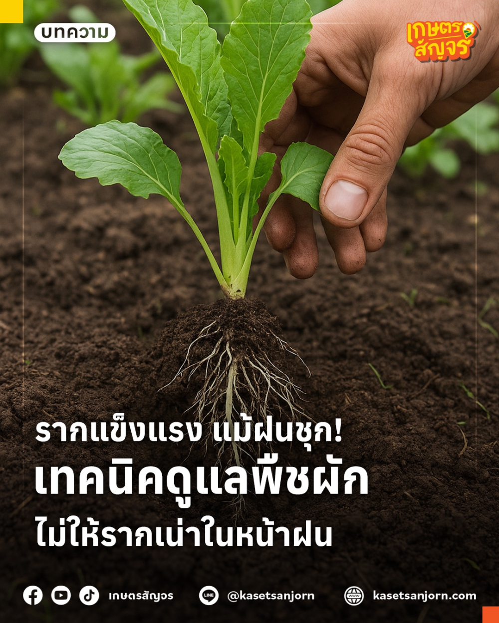 เทคนิคดูแลพืชผักไม่ให้รากเน่าในหน้าฝน