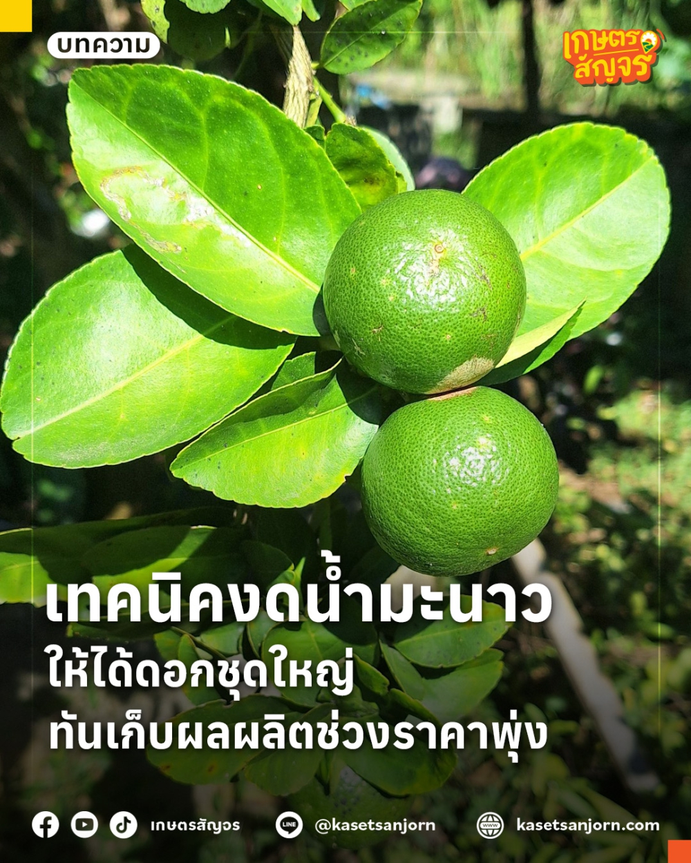 เทคนิคงดน้ำมะนาวให้ได้ดอกชุดใหญ่