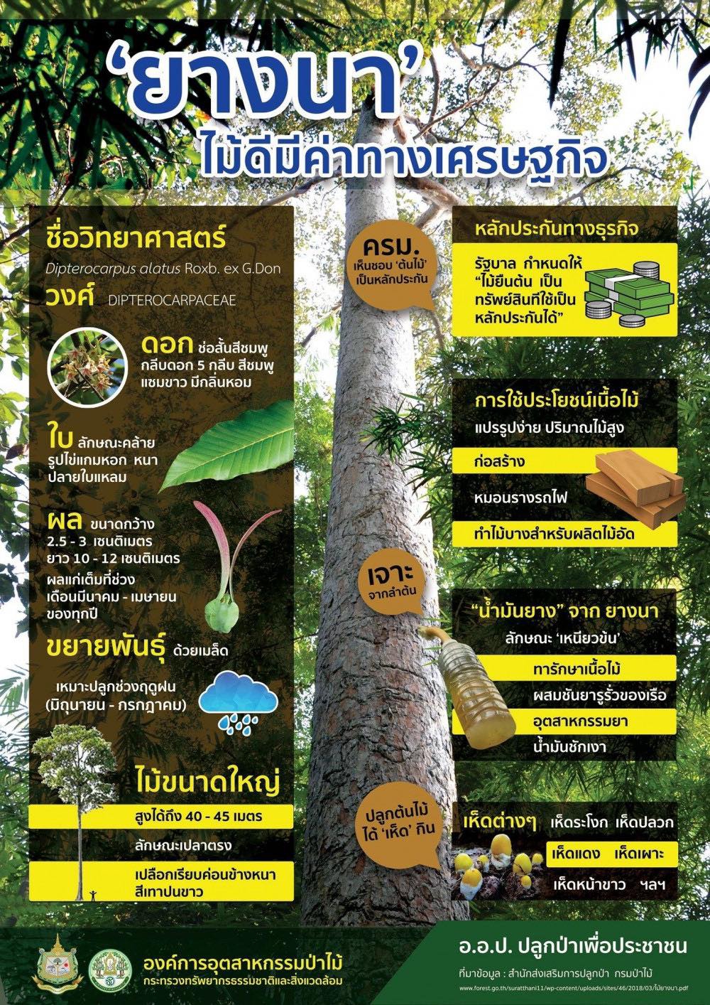 ยางนา ไม้ดี มีค่าทางเศรษฐกิจ