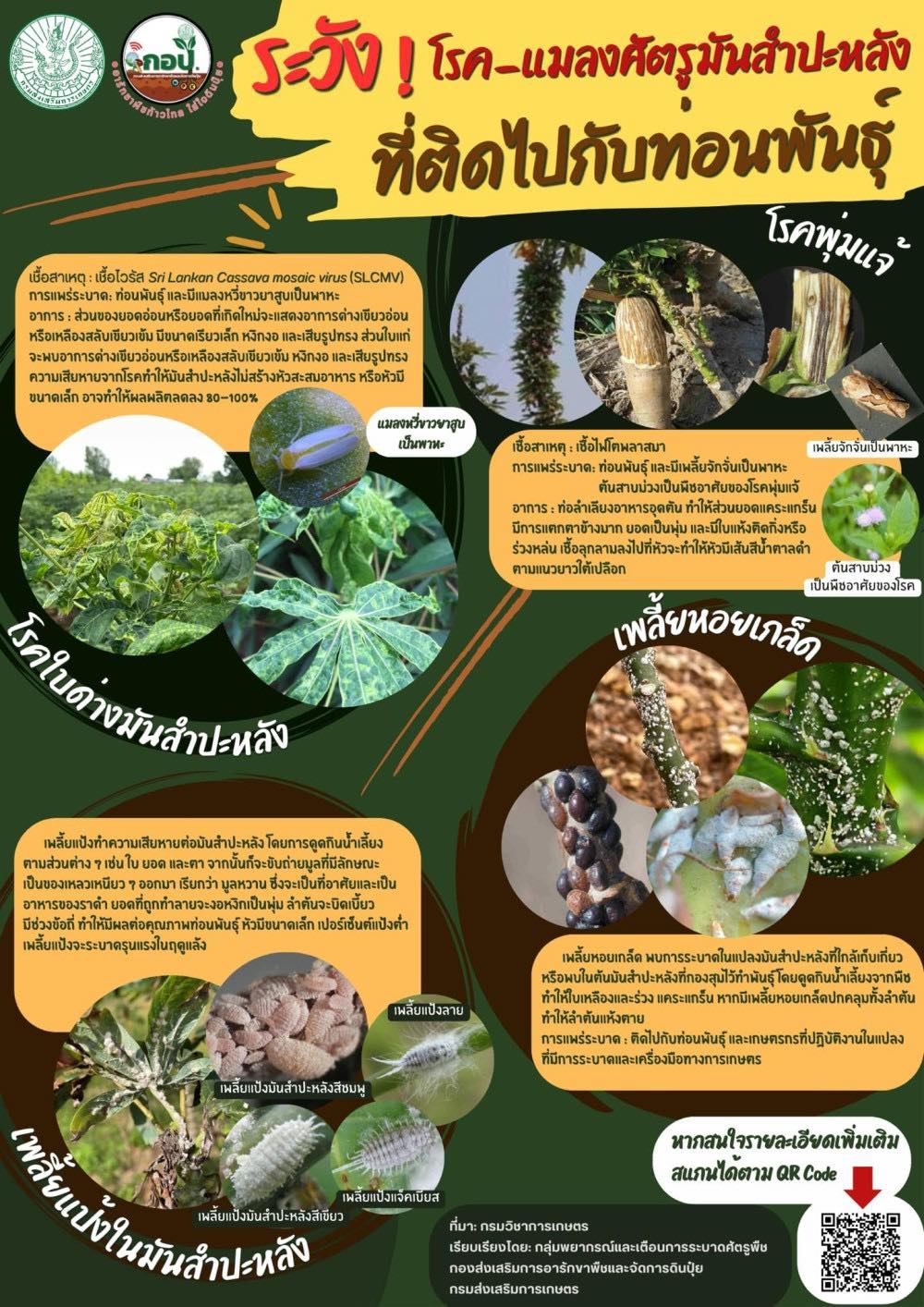 ระวังโรคแมลงศัตรูมันสำปะหลังที่ติดไปกับท่อนพันธุ์