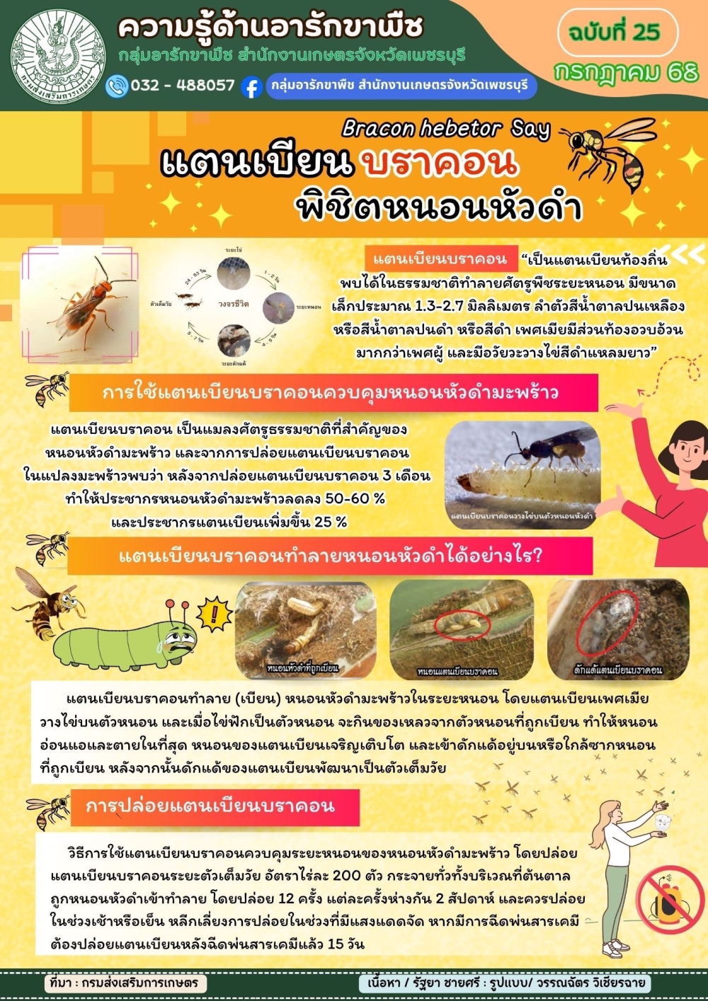 แตนเบียนบราคอน พิชิตหนอนหัวดำ