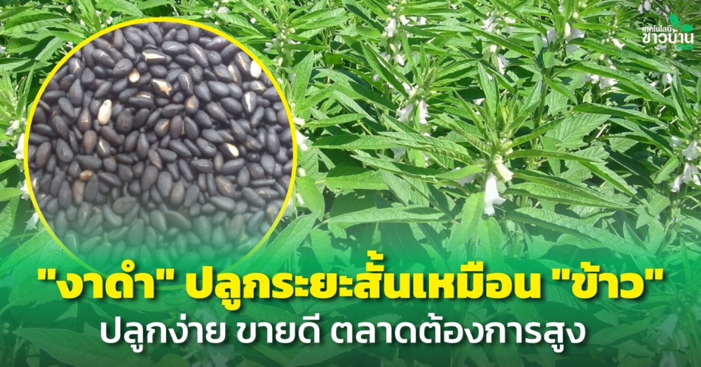 งาดำปลูกระยะสั้นเหมือน