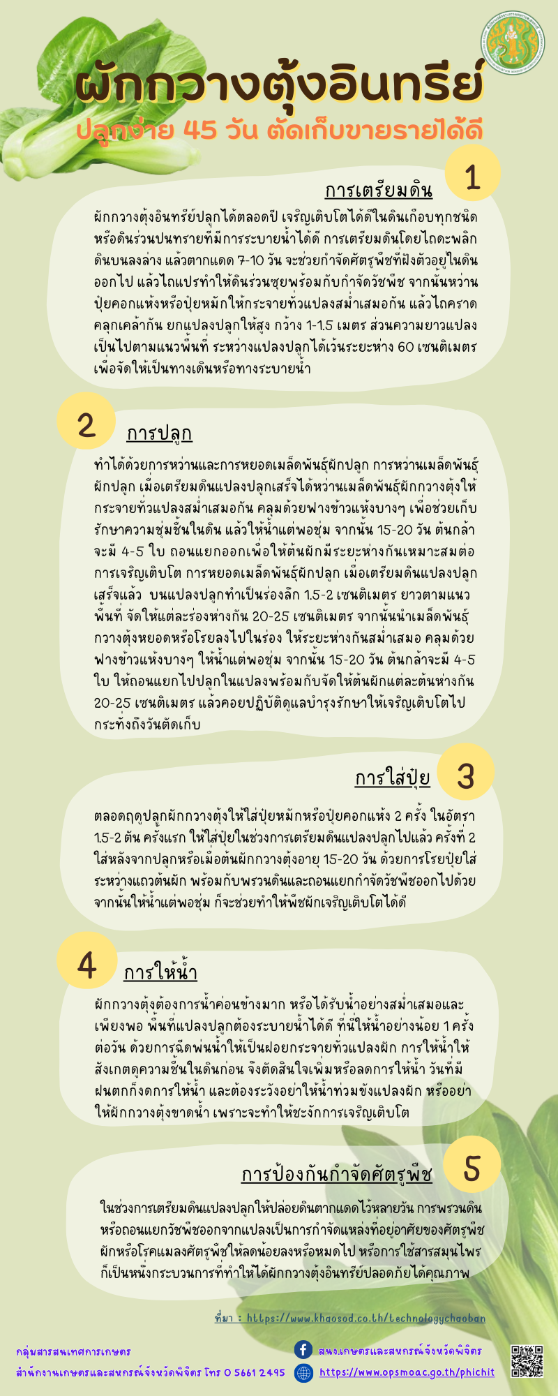 ผักกวางตุ้งอินทรีย์ ปลูกง่าย 45 วัน ตัดเก็บขายรายได้ดี