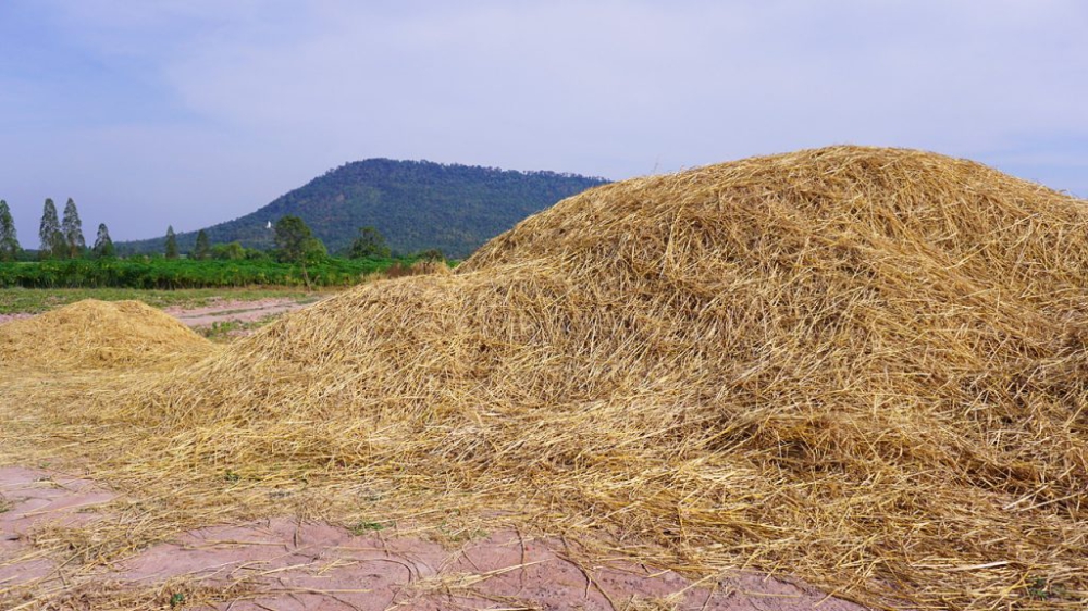 เติมธาตุอาหารดี ๆ ลงไปในดิน