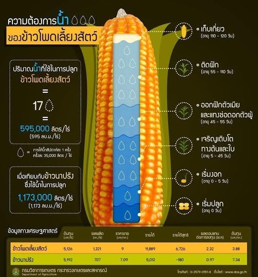 ความต้องการน้ำของข้าวโพดเลี้ยงสัตว์.