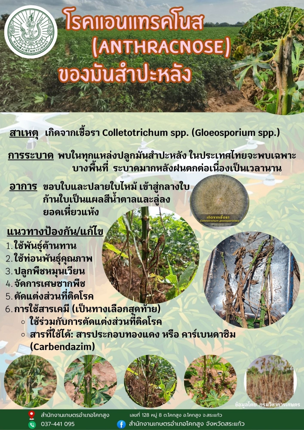 โรคแอนแทรคโนส (ANTHRACNOSE)ของมันสำปะหลัง
