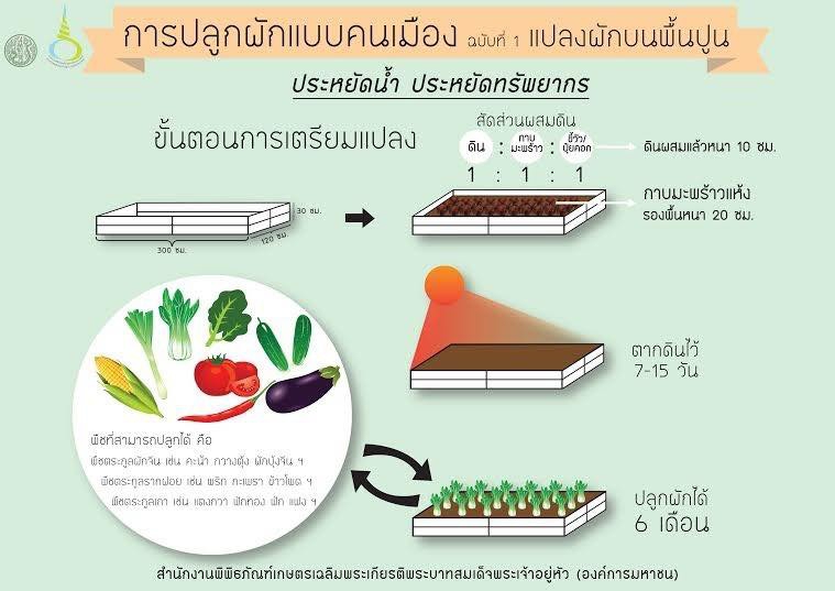 การปลูกผักแบบคนเมือง