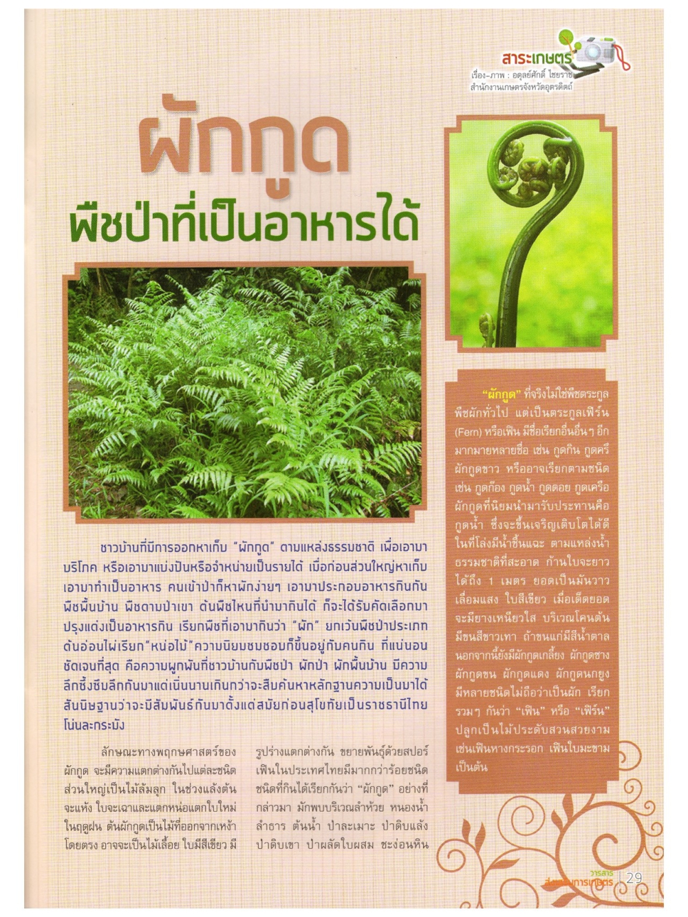 ผักกูดพืชป่าที่เป็นอาหารได้