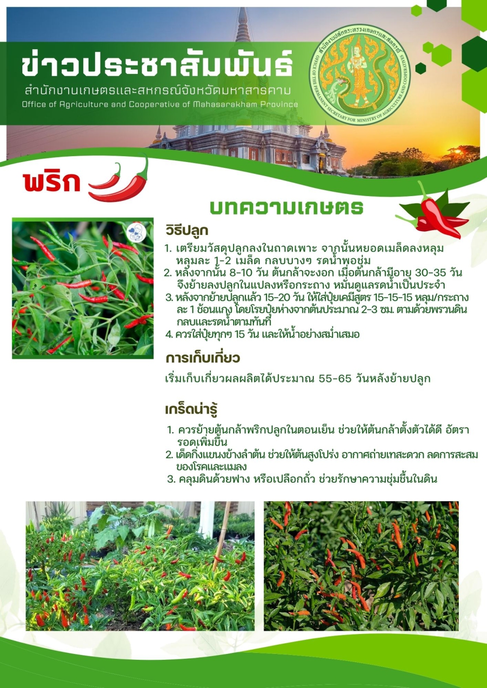 การปลูกพริก