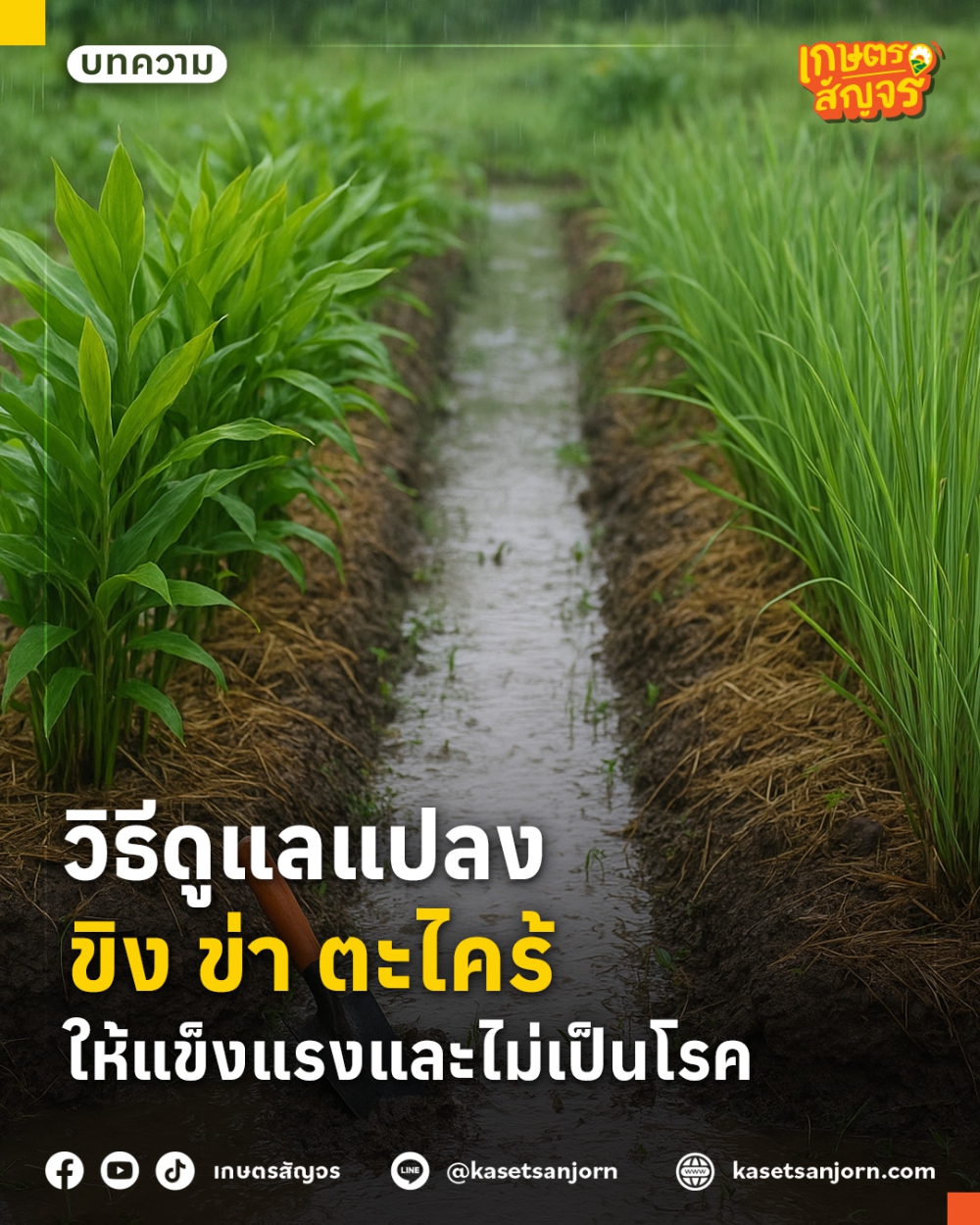 วิธีดูแลแปลงขิง ข่า ตะไคร้ ให้แข็งแรงและไม่เป็นโรค