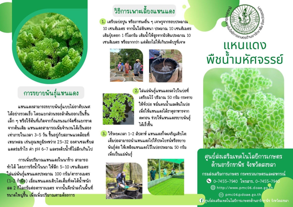 แหนแดง พืชน้ำมหัศจรรย์