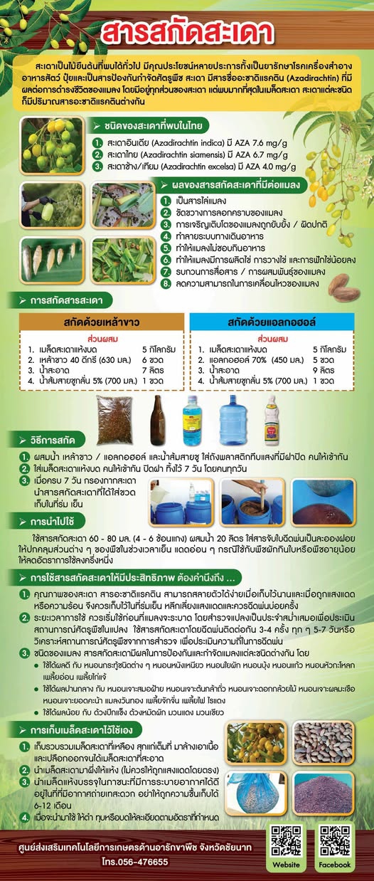 สารสกัดสะเดาภูมิปัญญาเกษตรที่ช่วยลดต้นทุนและปลอดภัยต่อสิ่งแวดล้อม