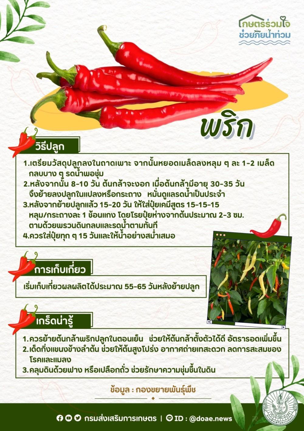 วิธีการปลูกและดูแล พริก