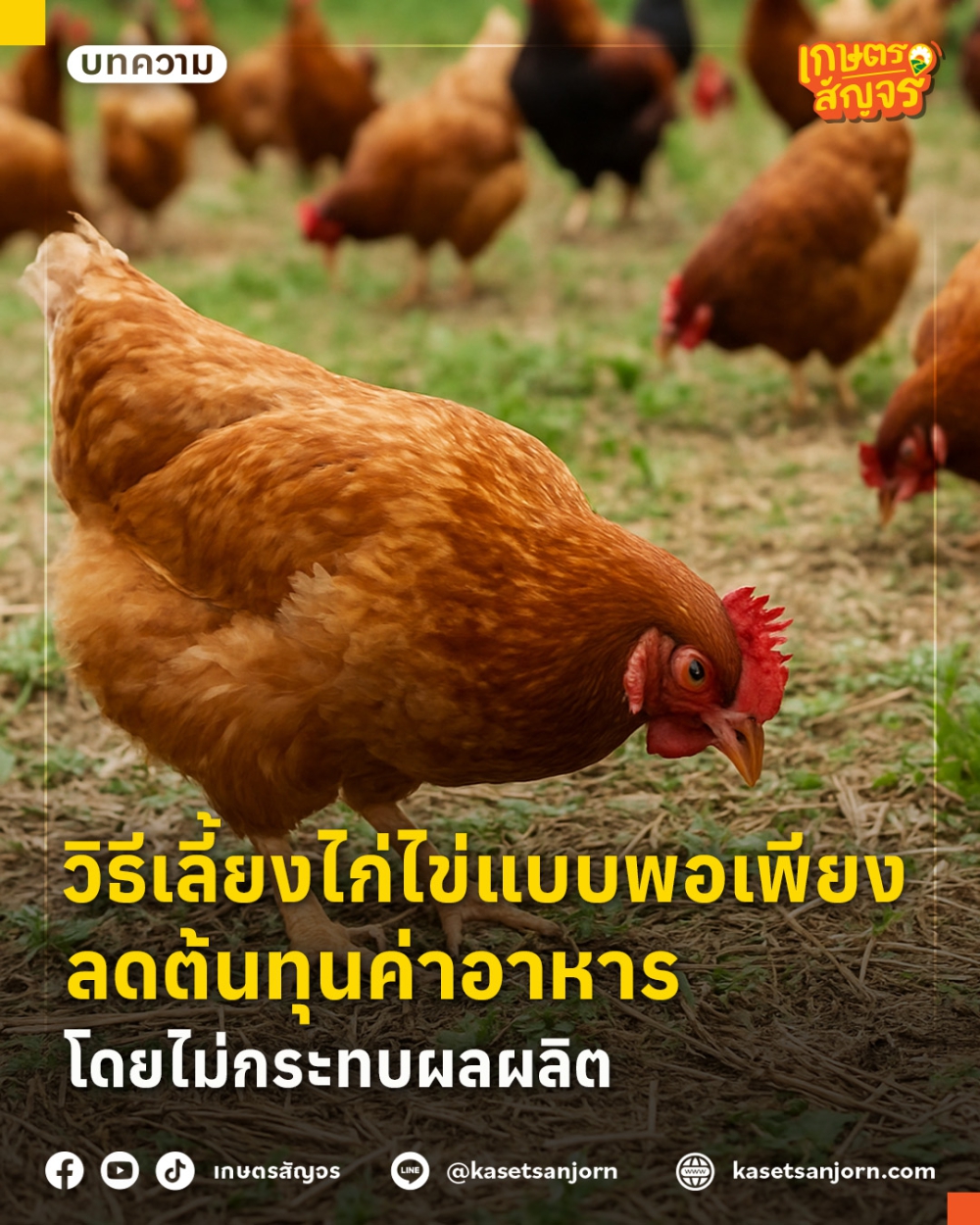 วิธีเลี้ยงไก่ไข่แบบพอเพียง