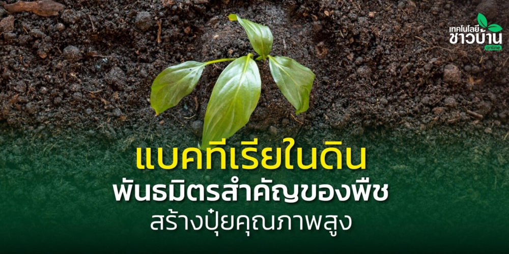 รู้หรือไม่ดินอุดมสมบูรณ์เพราะแบคทีเรียตรึงไนโตรเจน