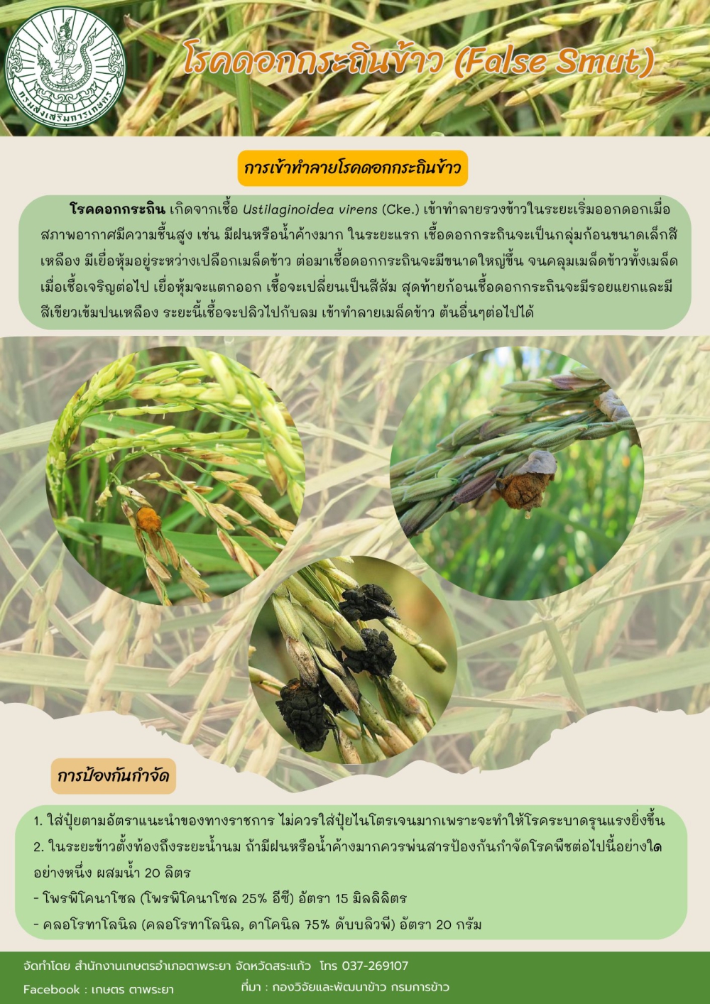 เฝ้าระวังโรคดอกกระถินข้าว