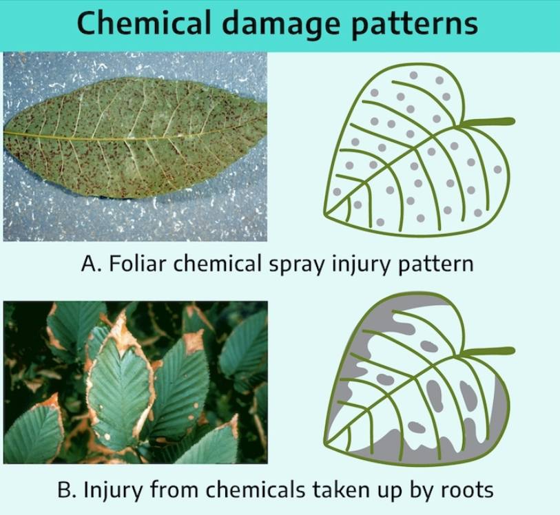 การวินิจฉัยอาการผิดปกติของพืชเบื้องต้น